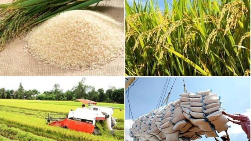 Low-emission rice paves the way for higher-value rice exports